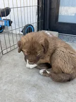 Brown Armenian Gamper, a female Anatolian Shepherd Dog and Kangal Dog for sale in Hesperia, CA – 3 of 3