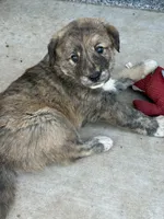 Dark Brown Armenian Gamper, a female Anatolian Shepherd Dog and Kangal Dog for sale in Hesperia, CA – 2 of 4