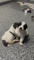 Black and White Armenian Gamper, a female Anatolian Shepherd Dog and Kangal Dog for sale in Hesperia, CA – 2 of 3