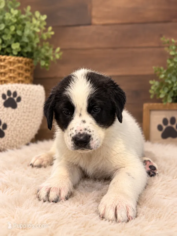 Black and White Armenian Gamper – Anatolian Shepherd Dog, Kangal Dog puppy for sale in Hesperia, CA