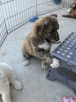Dark Brown Armenian Gamper, a female Anatolian Shepherd Dog and Kangal Dog for sale in Hesperia, CA – 3 of 4
