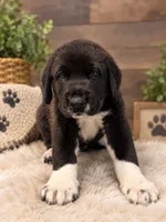 Black Armenian Gamper, a male Anatolian Shepherd Dog and Kangal Dog for sale in Hesperia, CA – 1 of 3