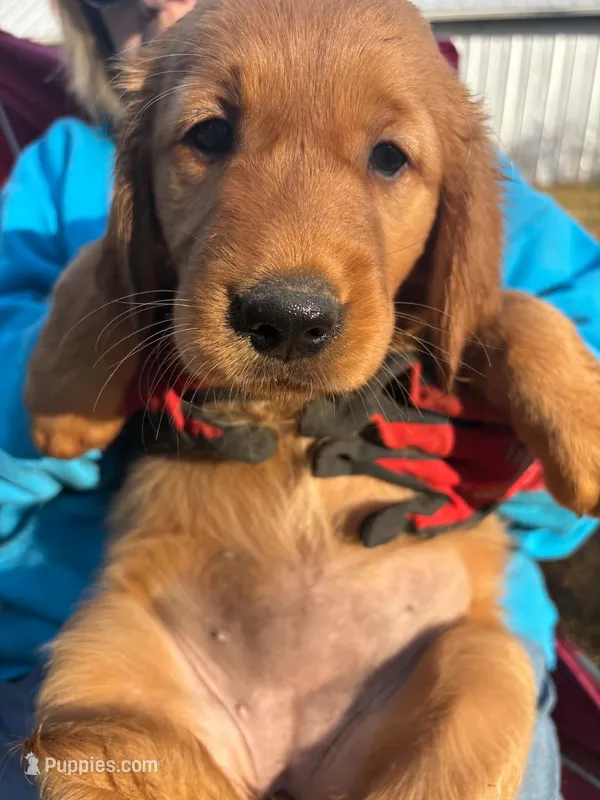Golden MillieTank #1 – Golden Retriever puppy for sale in Clintonville, WI