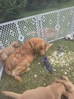 Golden MillieTank #3, a female Golden Retriever for sale in Clintonville, WI – 3 of 3