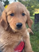 Golden MillieTank #3, a female Golden Retriever for sale in Clintonville, WI – 1 of 3