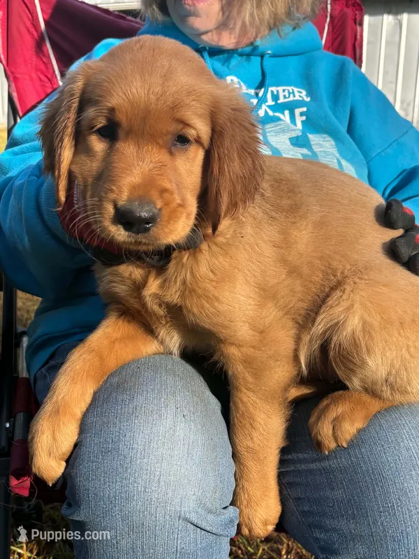Golden MillieTank #2 – Golden Retriever puppy for sale in Clintonville, WI