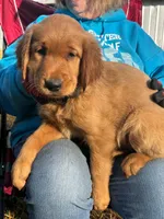 Golden MillieTank #2, a female Golden Retriever for sale in Clintonville, WI – 1 of 1