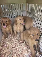 Golden MillieTank #3, a female Golden Retriever for sale in Clintonville, WI – 2 of 3