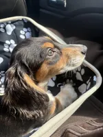 Huddy, a male Miniature Dachshund for sale in York, PA – Photo 4 of 5