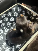 Huddy, a male Miniature Dachshund for sale in York, PA – Photo 3 of 5
