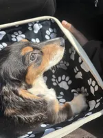 Huddy, a male Miniature Dachshund for sale in York, PA – Photo 5 of 5