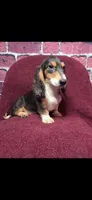 Huddy, a male Miniature Dachshund for sale in York, PA – Photo 2 of 5