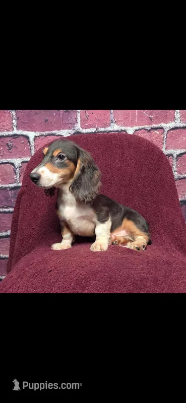 Huddy – Miniature Dachshund puppy for sale in York, PA