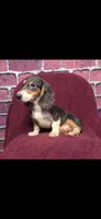 Huddy, a male Miniature Dachshund for sale in York, PA – Photo 1 of 5
