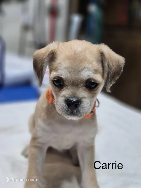 Carrie , a female Pugapoo for sale in Wyoming, MI – Photo 1 of 4
