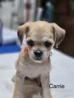 Carrie , a female Pugapoo for sale in Wyoming, MI – Photo 1 of 4