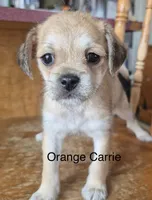 Carrie , a female Pugapoo for sale in Wyoming, MI – Photo 2 of 4