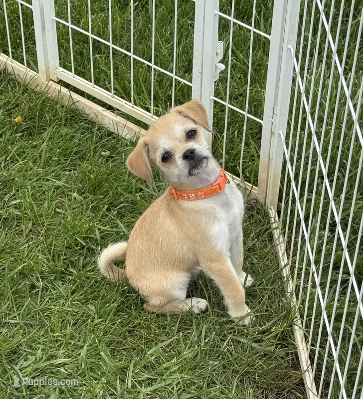 Carrie  – Pugapoo puppy for sale in Wyoming, MI