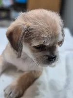 Cash, a male Pugapoo for sale in Wyoming, MI – Photo 1 of 4