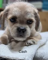 Cash, a male Pugapoo for sale in Wyoming, MI – Photo 3 of 4