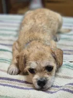 Cash, a male Pugapoo for sale in Wyoming, MI – Photo 2 of 4