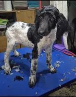 Snuggles , a female Poodle - Standard  for sale in Wyoming, MI – 3 of 4