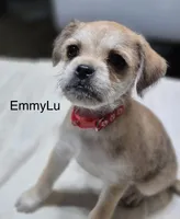 EmmyLu , a female Pugapoo for sale in Wyoming, MI – Photo 2 of 4