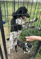 Snuggles , a female Poodle - Standard  for sale in Wyoming, MI – 4 of 4