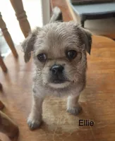 Ellie , a female Pugapoo and Poodle - Toy  for sale in Wyoming, MI – Photo 1 of 3