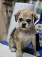 Ellie , a female Pugapoo and Poodle - Toy  for sale in Wyoming, MI – Photo 2 of 3