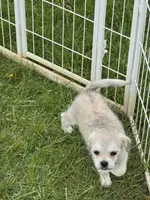 Amanda , a female Pugapoo for sale in Wyoming, MI – Photo 4 of 6