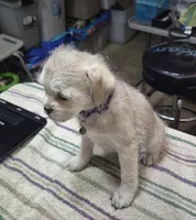 Amanda , a female Pugapoo for sale in Wyoming, MI – Photo 2 of 6