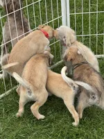 Amanda , a female Pugapoo for sale in Wyoming, MI – Photo 6 of 6
