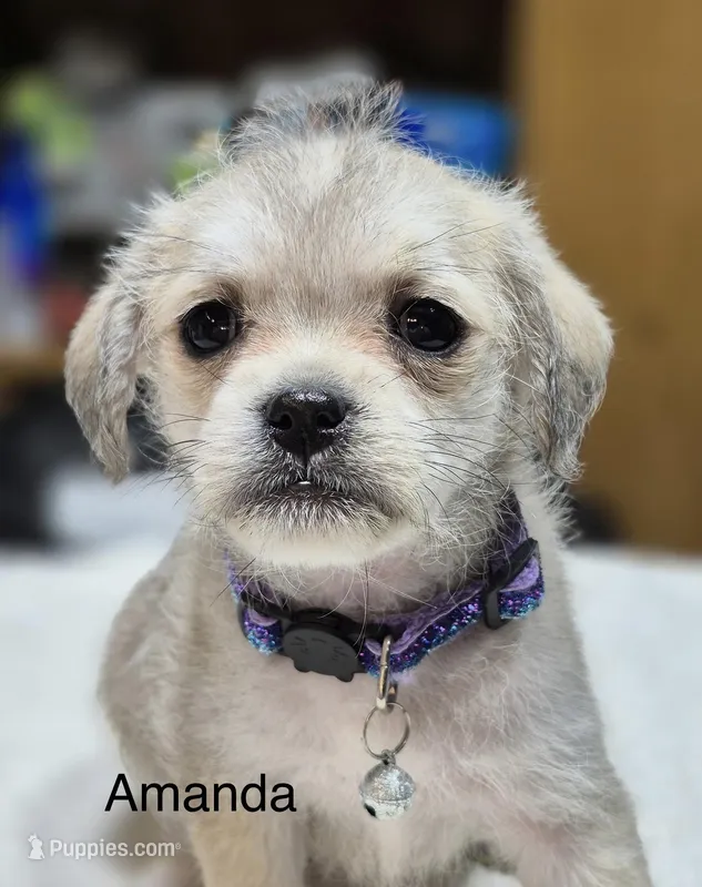 Amanda  – Pugapoo puppy for sale in Wyoming, MI