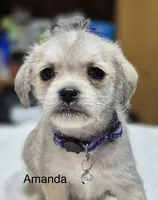 Amanda , a female Pugapoo for sale in Wyoming, MI – Photo 1 of 6