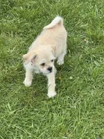 Shania , a female Pugapoo for sale in Wyoming, MI – Photo 3 of 4