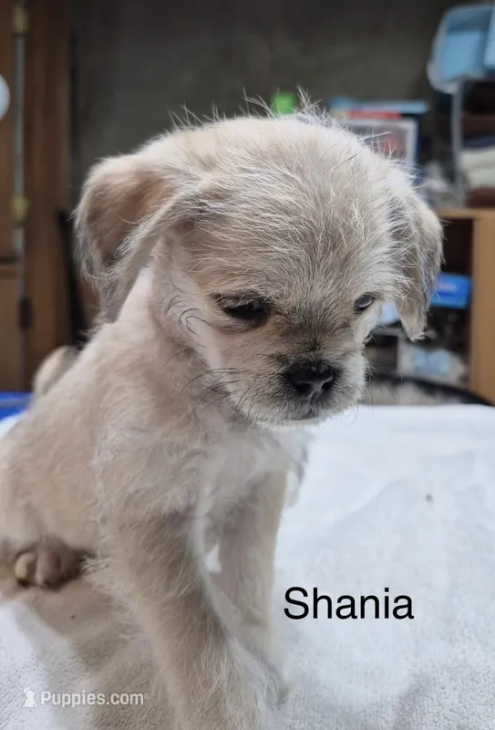 Shania , a female Pugapoo for sale in Wyoming, MI – Photo 1 of 4