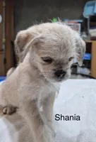 Shania , a female Pugapoo for sale in Wyoming, MI – Photo 1 of 4