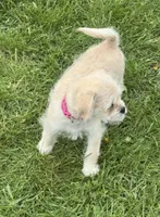 Shania , a female Pugapoo for sale in Wyoming, MI – Photo 2 of 4