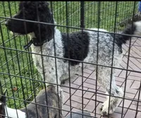 Snuggles , a female Poodle - Standard  for sale in Wyoming, MI – 2 of 4