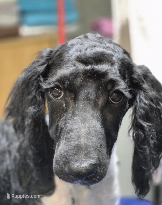 Snuggles  – Poodle - Standard  puppy for sale in Wyoming, MI