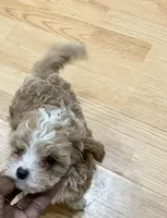 Dusty, a male Cockapoo for sale in Milwaukee, WI – Photo 2 of 3