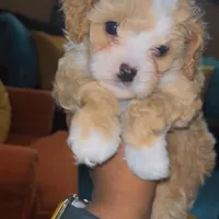 Dusty, a male Cockapoo for sale in Milwaukee, WI – Photo 1 of 3