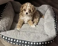 Dusty, a male Cockapoo for sale in Milwaukee, WI – Photo 3 of 3