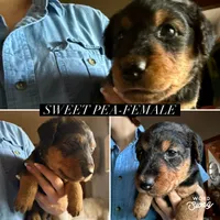 Sweet Pea, a female Airedale Terrier for sale in Porterfield, PORTERFIELD – 1 of 1