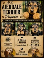 Sweet Pea, a female Airedale Terrier for sale in Porterfield, WI – 4 of 4