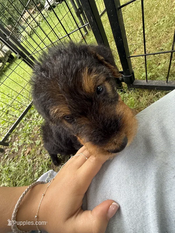 Tigger  – Airedale Terrier puppy for sale in Porterfield 