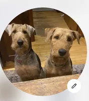 Woody, a male Airedale Terrier for sale in Porterfield, WI – 4 of 5