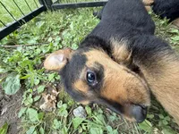 Squeaks , a male Airedale Terrier for sale in Porterfield, PORTERFIELD – 2 of 3