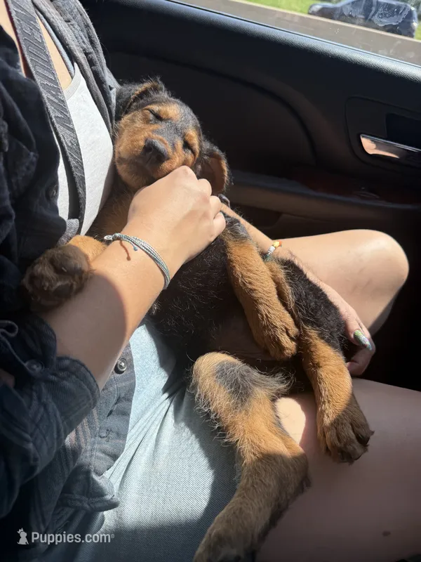 Sweet Pea – Airedale Terrier puppy for sale in Porterfield, WI